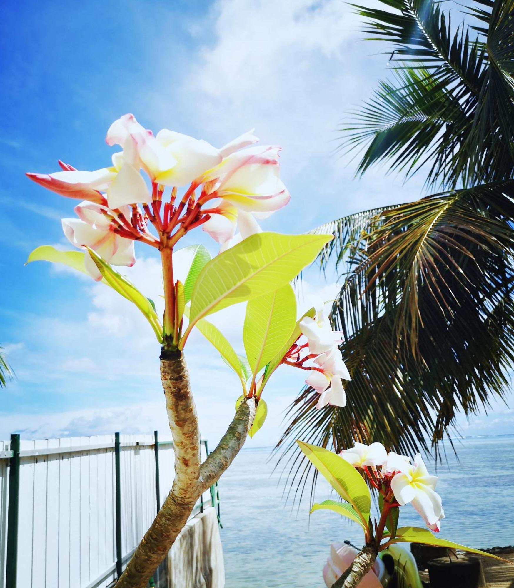 Lagoon Dream Villa Moorea Buitenkant foto